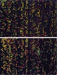 microarray-226x300 copy